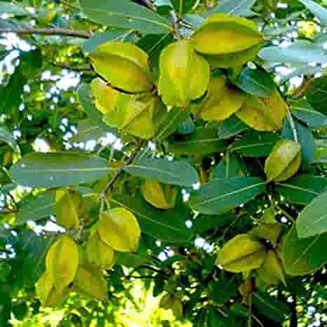Lots have been mentioned about the benefit of Arjunarisht for heart-related problems. Here are a plethora of gains by this one herb, please read on maybe somewhere it will help you.12 oxygen trees name in india