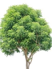 top oxygen trees in india